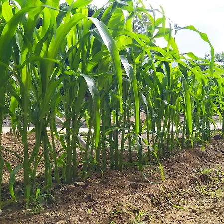 Edara - Haus Mit Privatem Garten By Interhome בית נופש Gáldar