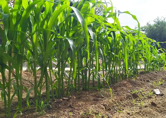 Edara - Haus Mit Privatem Garten By Interhome Casa de Férias Gáldar